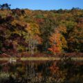 brown and green trees beside river during daytime