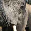 macro photography of elephant face