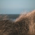 the grass is blowing in the wind on the beach