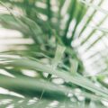 closeup photography of green palm leaves