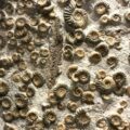 brown and black floral textile