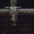 brown animal skull