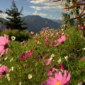 pink flower