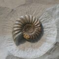 a rock with a shell on top of it