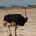 wildlife photography of black and brown ostrich