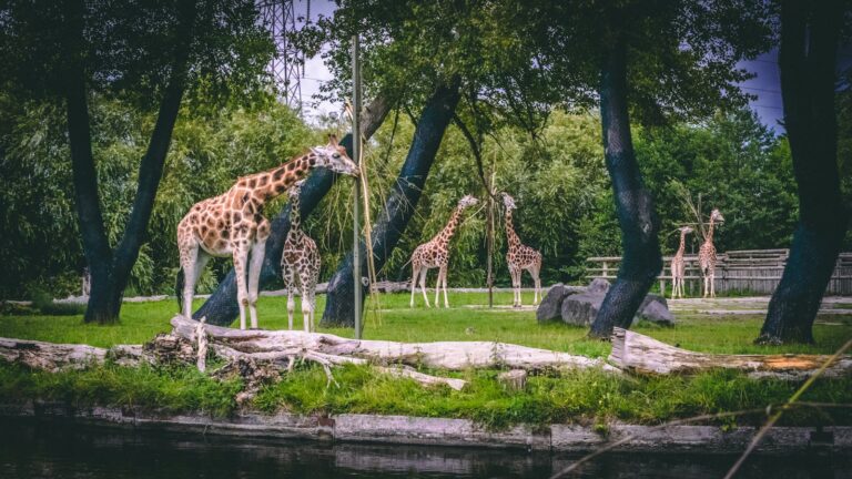 brown and black giraffe on green grass field near body of water during daytime