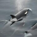 black and white whale in water