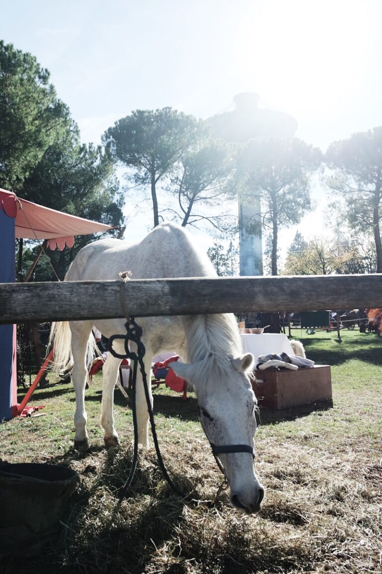 a horse in a fenced in pasture