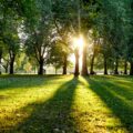 a line of trees and sunlight