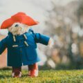 bear wearing blue coat