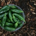 green chili peppers on brown soil