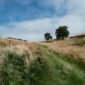 A grassy field with trees in the distance