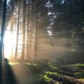 sunlight piercing on trees during daytime