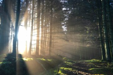 sunlight piercing on trees during daytime