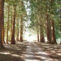 A path leads through a grove of tall trees.