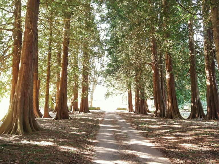 A path leads through a grove of tall trees.