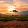 tree between green land during golden hour