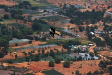 a large bird flying over a rural area