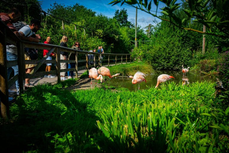 a group of people standing on a bridge looking at flamingos