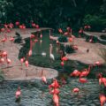 wildlife photography flock of flamingo