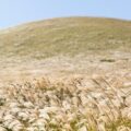 white grass covered hill