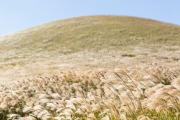 white grass covered hill
