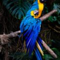 blue and yellow macaw on brown tree branch