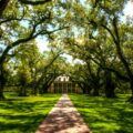 brown concrete pathway and trees