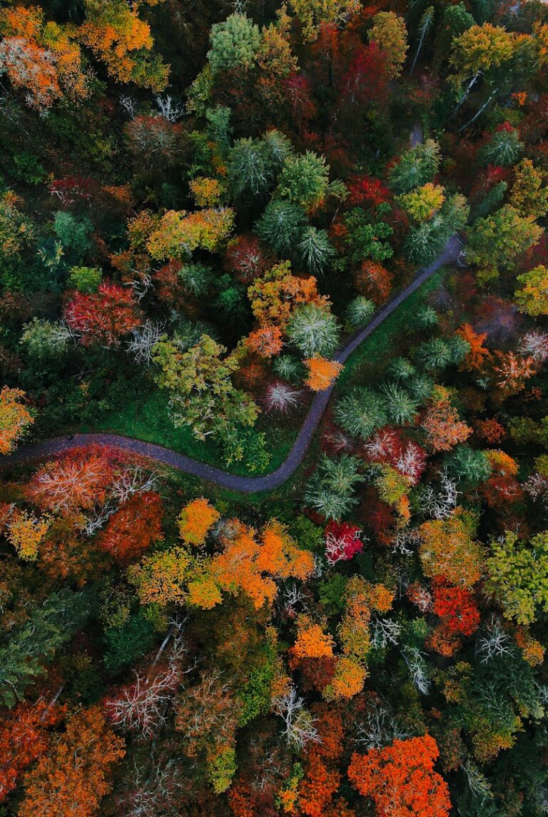 a winding road through a forest