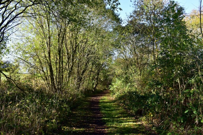 a dirt path through a forest