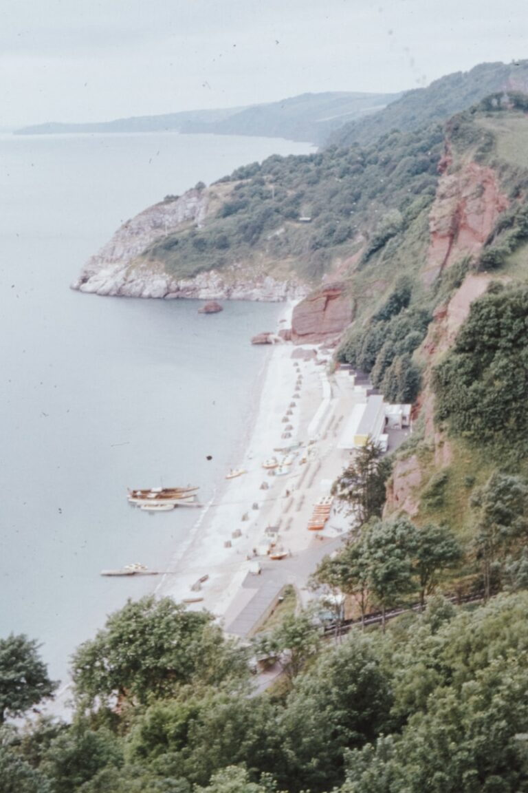 aerial view of green trees near body of water during daytime